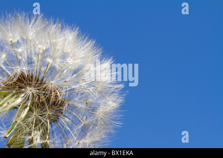 Détail d'un ciel bleu avec de pissenlit - Taraxacum officinale Banque D'Images
