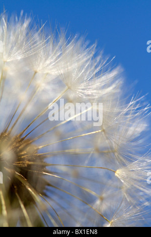 Détail d'un ciel bleu avec de pissenlit - Taraxacum officinale Banque D'Images