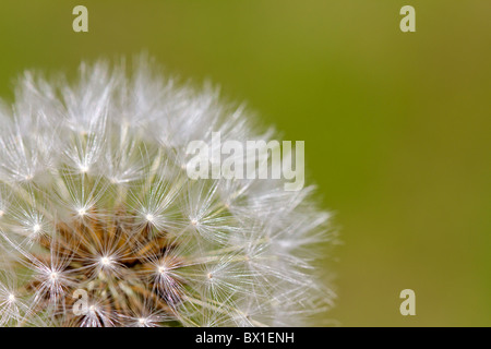 Détail d'un pissenlit - Taraxacum officinale Banque D'Images