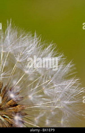 Détail d'un pissenlit - Taraxacum officinale Banque D'Images