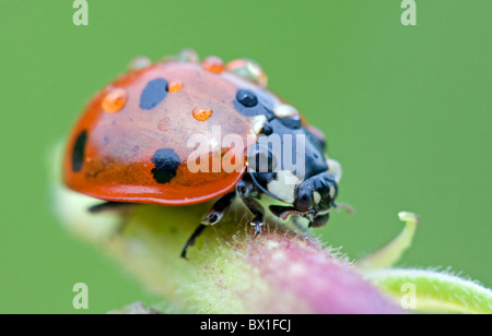 7 spot ladybird en face de Coccinella septempunctata - fond vert Banque D'Images