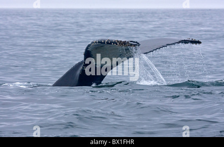 Fluke d'une baleine à bosse - Megaptera novaeangliae Banque D'Images