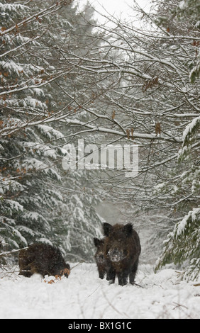 Les sangliers dans la neige - Sus scrofa Banque D'Images