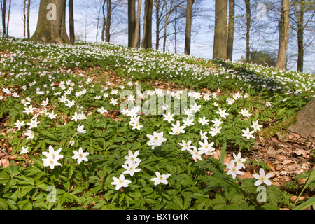 L'anémone des bois - Anémone nemorosa Banque D'Images