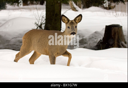 Chevreuils dans la neige - Capreolus capreolus Banque D'Images