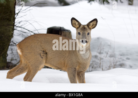 Chevreuils dans la neige - Capreolus capreolus Banque D'Images