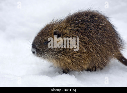 Le ragondin Myocastor coypus - dans la neige Banque D'Images