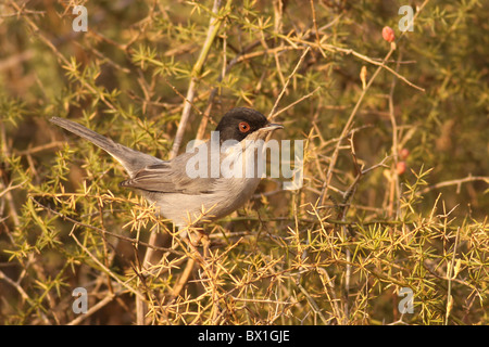 Fauvette sarde, à tête noire (Sylvia melanocephala, Paruline) Banque D'Images