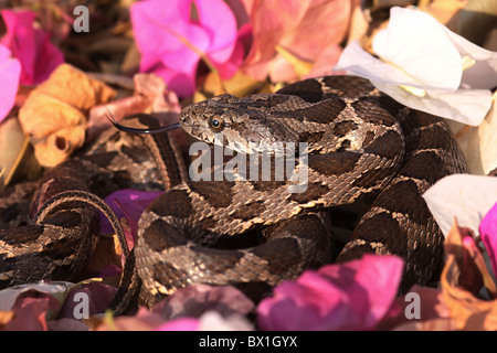 Coin-marqués (Hemorrhois nummifer Serpent Coluber nummifer syn) AKA Racer asiatique ou pièce de serpent. Photographié en Israël en novembre Banque D'Images