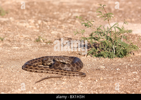 Coin-marqués (Hemorrhois nummifer Serpent Coluber nummifer syn) AKA Racer asiatique ou pièce de serpent. Photographié en Israël en novembre Banque D'Images