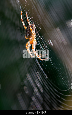 Profil d'une araignée des jardins dans un site web - Araneus diadematus Banque D'Images