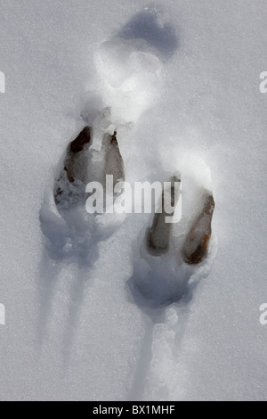 Chamois des Alpes (Rupicapra rupicapra) traces de pas dans la neige, Parc National du Gran Paradiso, Italie Banque D'Images