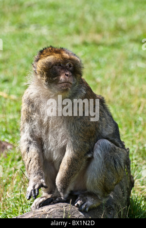 Macaque de barbarie, aussi connu comme un singe de Barbarie Banque D'Images