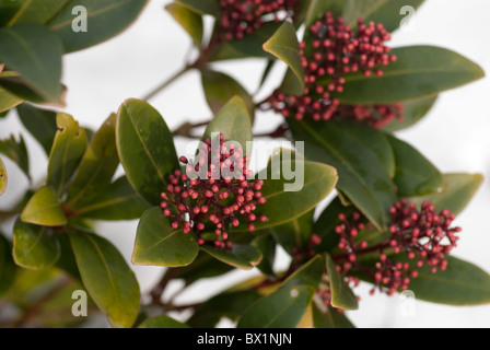 (Skimmia japonica Skimmia japonais 'Rubella') entrée en bud contre un fond blanc Banque D'Images