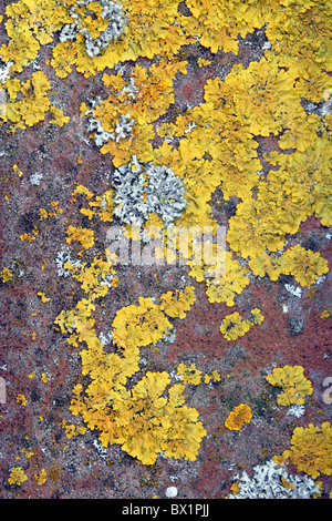 (Lichen Xanthoria parietina) croissant sur les carreaux Banque D'Images