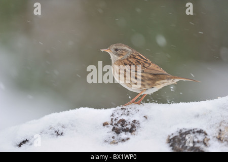 Nid accentor COUVERTURE - Couverture - accentor-sparrow (Prunella modularis) à la recherche de nourriture dans la neige en hiver Banque D'Images