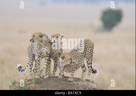 Le Guépard (Acinonyx jubatus) Les trois frères' debout sur une termitière - Maasai Mara - Kenya Banque D'Images