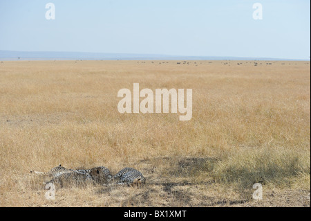 Le Guépard (Acinonyx jubatus) Les "trois frères" dormant dans l'ombre dans la chaleur de la journée - Maasai Mara - Kenya Banque D'Images