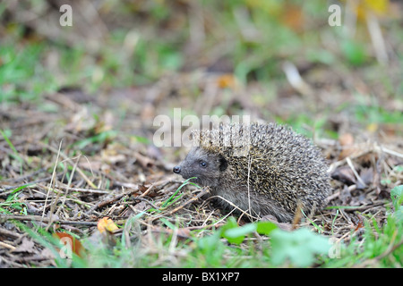 Hérisson d'Europe occidentale (Erinaceus europaeus) Balade dans un verger - Louvain-La-Neuve - Belgique Banque D'Images