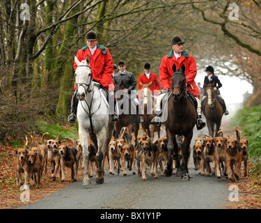 Pack de foxhounds, Lamerton, Devon, Royaume-Uni Banque D'Images