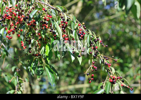 Black cherry - Wild Black cherry (Prunus serotina) fruits - les drupes en automne - Louvain-La-Neuve - Belgique Banque D'Images