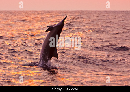 Hawaiian dauphin à long bec Stenella longirostris, longirostris, saut au coucher du soleil au large de la côte de Kona, Big Island, Hawaii, USA, Pacifique Banque D'Images