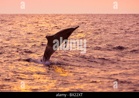 Hawaiian dauphin à long bec Stenella longirostris, longirostris, saut au coucher du soleil au large de la côte de Kona, Big Island, Hawaii, USA, Pacifique Banque D'Images