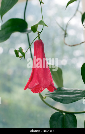 Lapagaria ou fleur campanule chilien , Chatsworth House, Derbyshire, Angleterre. Cette fleur est la fleur nationale du Chili. Banque D'Images