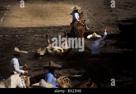 Un Mexicain Charro montres une vache automne après l'avoir abaissé par son histoire à une charrería à Mexico Banque D'Images