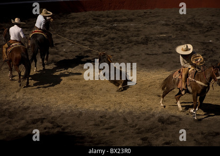 Charros mexicains au lasso un taureau à une charrería la concurrence dans la ville de Mexico Banque D'Images