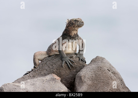 Iguane marin (Amblyrhynchus cristatus hassi) reposant sur un rocher sur l'île South Plaza, Galapagos. Banque D'Images
