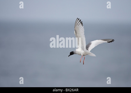 Swallow-tailed Gull (Creagrus furcatus), des profils de vol au dessus des eaux de l'île South Plaza, Galapagos. Banque D'Images