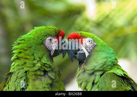 Petit peu d'Soldatenara Ara militaris deux chefs couple perroquet perroquets profil d'oiseau oiseaux animaux anim Banque D'Images