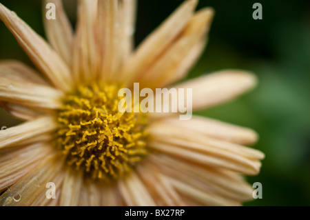 Vue macro d'une fleur marguerite Banque D'Images