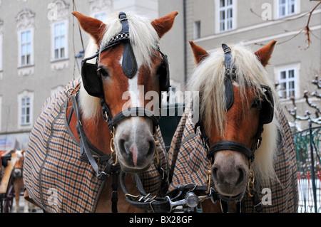 Les chevaux du chariot avec des tapis en attente de clients en hiver dans la vieille ville, Salzbourg, Autriche Banque D'Images