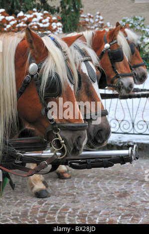 Deux paires de transport des chevaux, ne montrant que leurs chefs, en hiver dans la vieille ville de Salzbourg, Autriche Banque D'Images