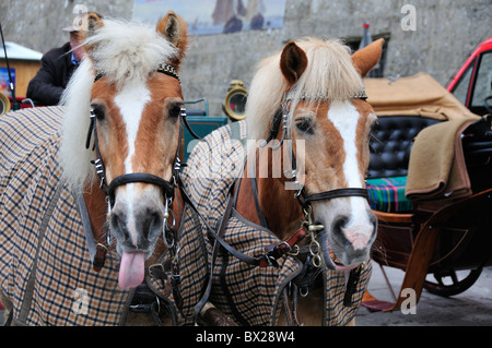 Paire de chevaux du chariot avec des tapis en attendant de prendre des touristes autour de la vieille ville de Salzbourg, Autriche Banque D'Images