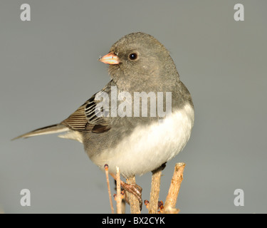 Un Junco ardoisé foncé. Oiseaux d'hiver les plus courants en milieu USA. Assis sur une branche. Banque D'Images