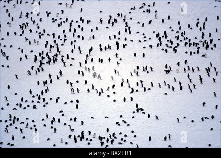 Adelie Penguin Adelie Pingouins Adeliepinguin animal animaux Oiseaux Oiseaux antarctiques colonie Colonies Pygosceli Banque D'Images