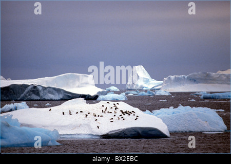 Manchot Adélie manchot Adélie Adelie Pingouins Adeliepinguin animal animaux Oiseaux Oiseaux C Colonies de l'Antarctique Banque D'Images