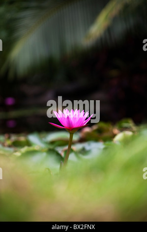 Nymphaea. Fleur de nénuphar tropical dans un étang en Inde. Profondeur de champ Banque D'Images