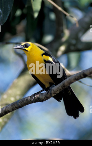 À Capuchon jaune Blackbird Agelaius icterocephalus Reserva Jose Marcio Ayres Amazon Belem Brésil Amérique du Sud bir Banque D'Images