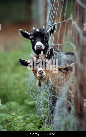 La chèvre, chèvre bouc deux kid animal adulte ferme La Ferme des animaux mammifères comportement à regarder la campagne Banque D'Images