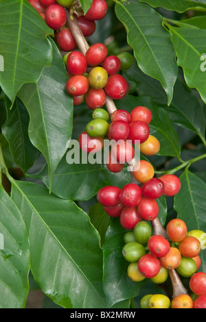 Les grains de café de Kona. Banque D'Images