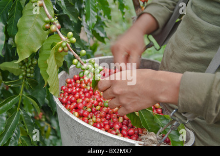 "La récolte de grains de café Kona', Banque D'Images