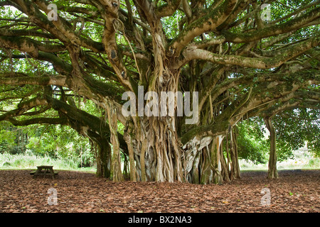 Banyan Tree à maturité, les racines aériennes, Banque D'Images