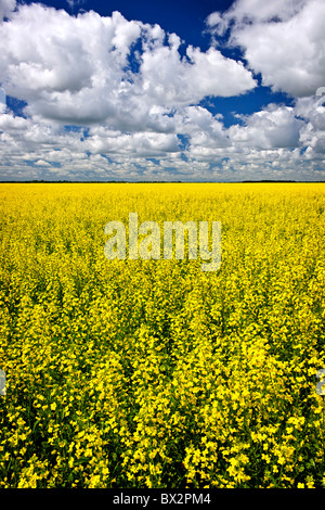 Paysage agricole de canola ou colza champ agricole au Manitoba, Canada Banque D'Images