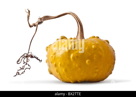 Une gourde (Cucurbita pepo var. verrucosa) photographié en studio sur un fond blanc. Fléau verruqueuse sur fond blanc. Banque D'Images