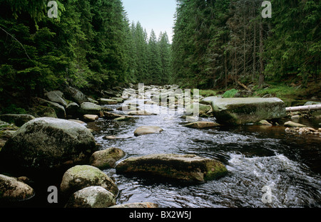 La Bohême couleur Couleur Creek Czechia Europe République Tchèque Journée Forêt paysage extérieur Forêts Landsca Banque D'Images