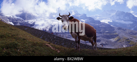 Jungfrau Marathon Runner running sports Alpes montagnes vache événement arrangement Oberland Bernois Canton gr Banque D'Images